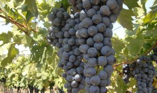 往下边塞葡萄榨果汁 往下边塞葡萄榨果汁