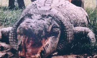 世界上最大深海巨鳄 世界上最大鳄鱼