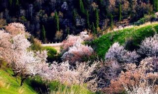 伊帕尔汗薰衣草观光园薰衣草开花没有 薰衣草种植基地