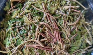 香椿树可以随便吃吗 三种人不宜吃香椿