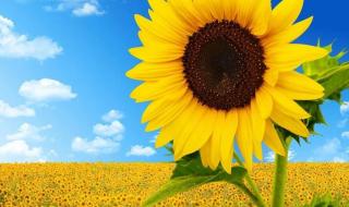 为什么我把动态壁纸文件下载到手机里,但是在换壁纸的时候还是看不见自己下的动态壁纸啊~~ 好看的手机动态壁纸